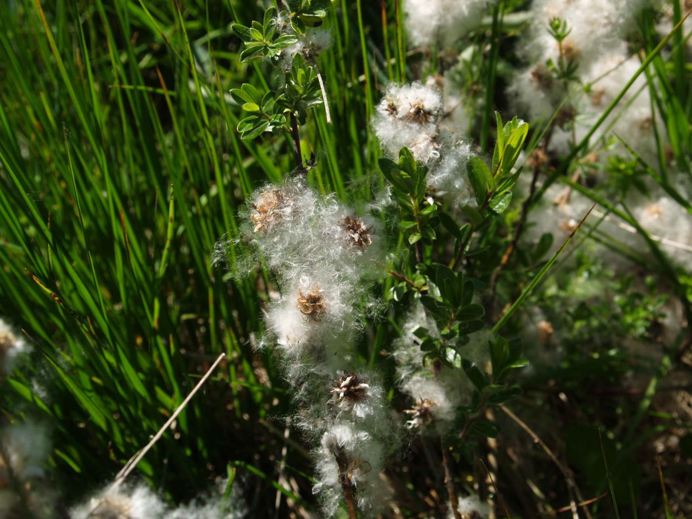 Willow, Creeping fruit